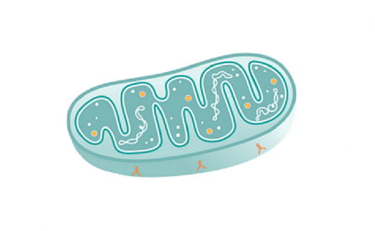 World’s First Clinical Trial of Mitochondrial Therapy by Pian Biotechnology